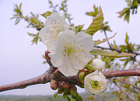 さくらんぼ,サクランボ,桜桃