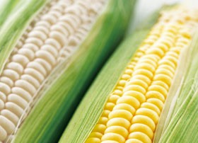 白と黄色のとうもろこしセット（各5本 計10本）北海道産 出荷