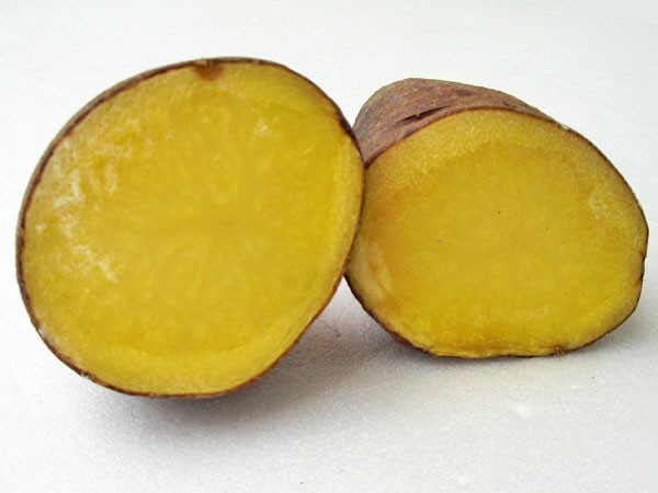 タワラマゼラン（M〜Lサイズ混）10Kg 北海道産 じゃがいも 出荷時期