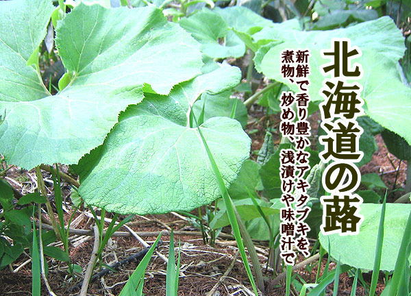 ふき(生フキ アキタブキ)4Kg 北海道産 蕗 出荷時期:6月 : 旬を ふき(生フキ アキタブキ)4Kg 北海道産 蕗 出荷時期:6月 : 旬を