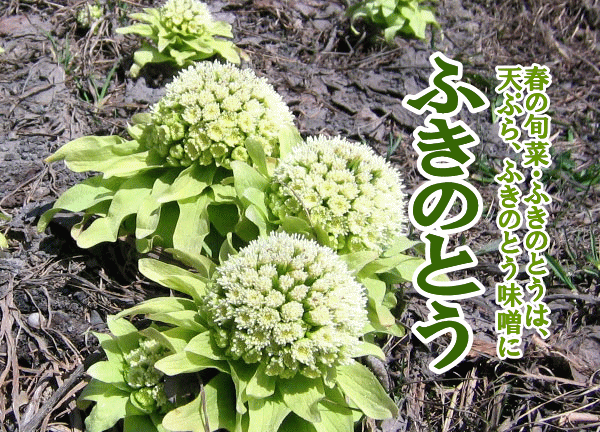 フキノトウ 北海道産 朝採り 5キロ フキノトウ( 200g)×1パック 北海道産 出荷時期：4月 : 旬をお取り寄せ