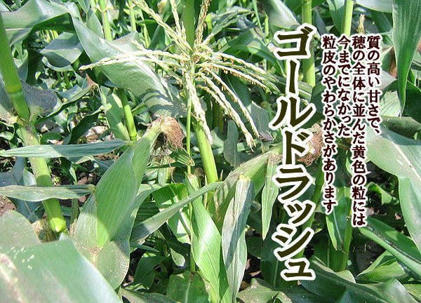 とうきび,トウモロコシ