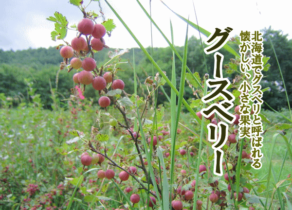 グーズベリー グスベリ 生果実 250g 2 500g 北海道産 出荷時期 8月 Gooseberry2 旬をお取り寄せ 北海道四季工房 通販 Yahoo ショッピング