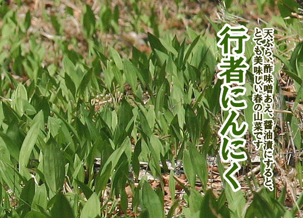 行者ニンニク（天然）1kg 北海道産 出荷時期：4月 : 旬をお取り寄せ