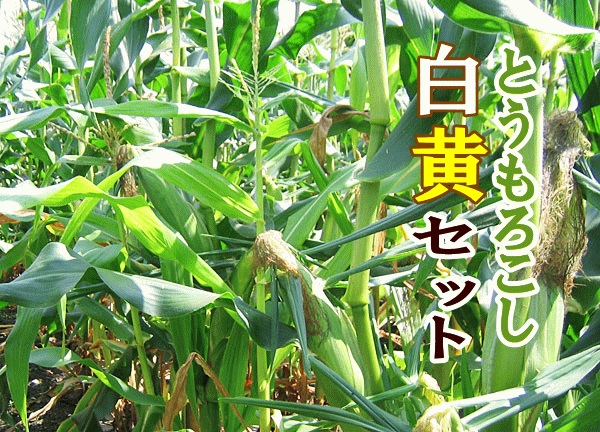 とうもろこし
