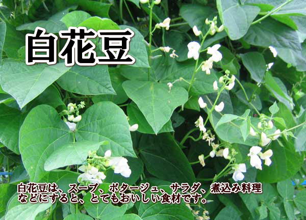 白花豆 500g 北海道産 しろはなまめ :y-003:旬をお取り寄せ・北海道四季工房 - 通販 - Yahoo!ショッピング