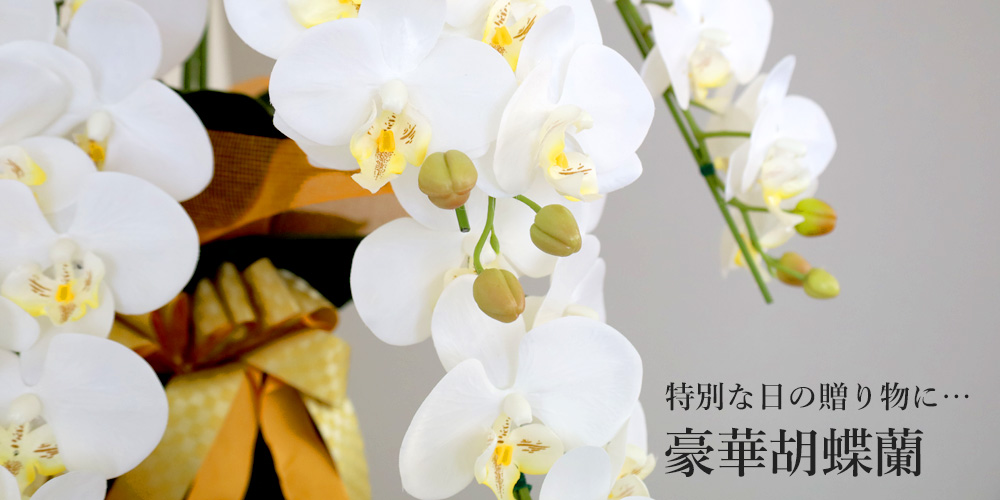 造花　胡蝶蘭白　５本立ち　お祝い花　お供え花 豪華 高級 胡蝶蘭 造花 5本立 ホワイト 気品あふれるシルクフラワーの