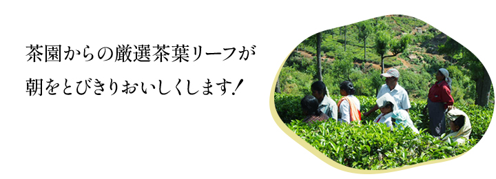茶園からの厳選茶葉リーフが朝をとびきりおぃしくします！