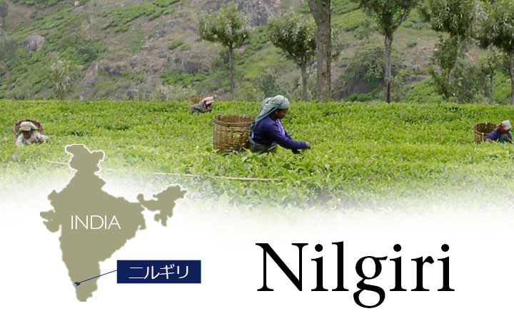 ニルギリ・クオリティーシーズン