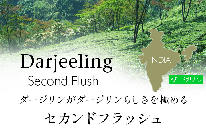 ダージリン セカンドフラッシュ
