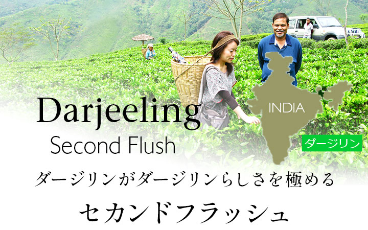 ダージリン セカンドフラッシュ