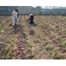 五郎島金時さつまいも