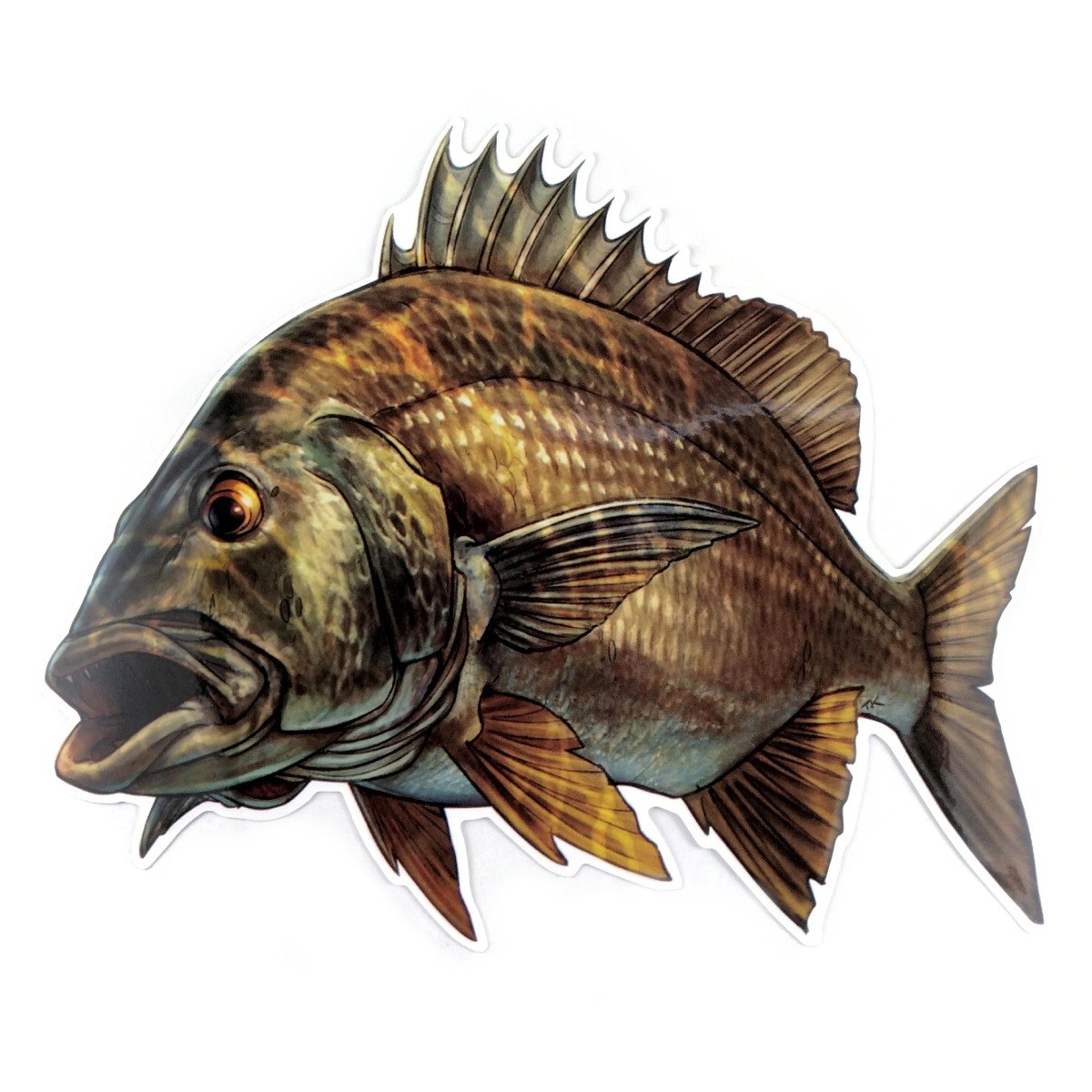 選択した画像 リアル 魚 イラスト かっこいい 2300 リアル かっこいい 魚 イラスト Josspicturentj1m