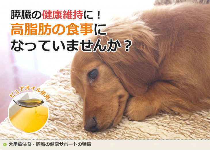 膵臓の健康サポート ドッグフード 犬用療法食 1kg・Dr.宿南のキセキのごはん 獣医師開発 鹿肉ドッグフード ベニソン 犬 : e058 : 獣医師・ 宿南章の愛情ごはん療法食 - 通販 - Yahoo!ショッピング