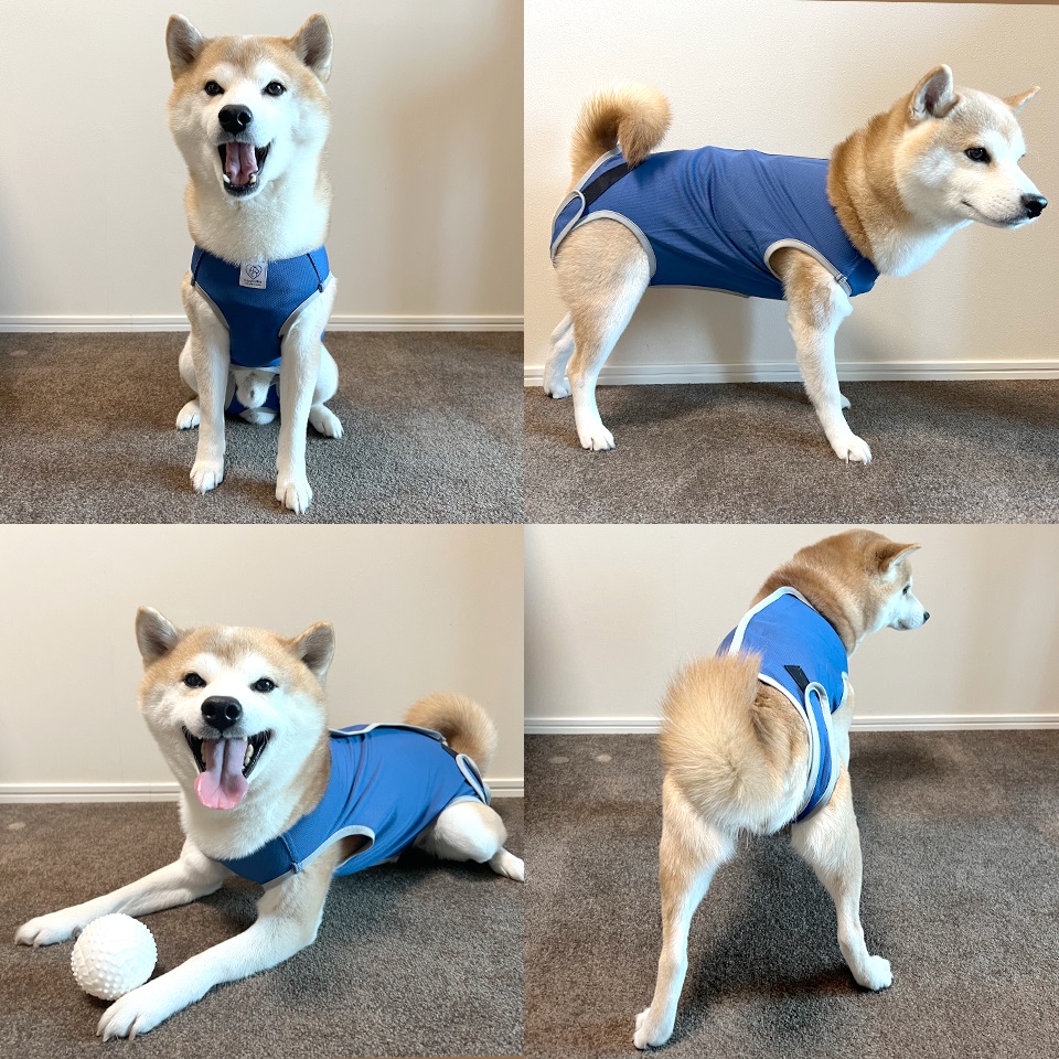 術後服 S ×8 犬 術後服 エリザベスカラー オス メス 犬用 服 背中開き