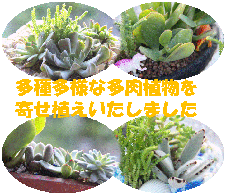 乙女心 多肉植物