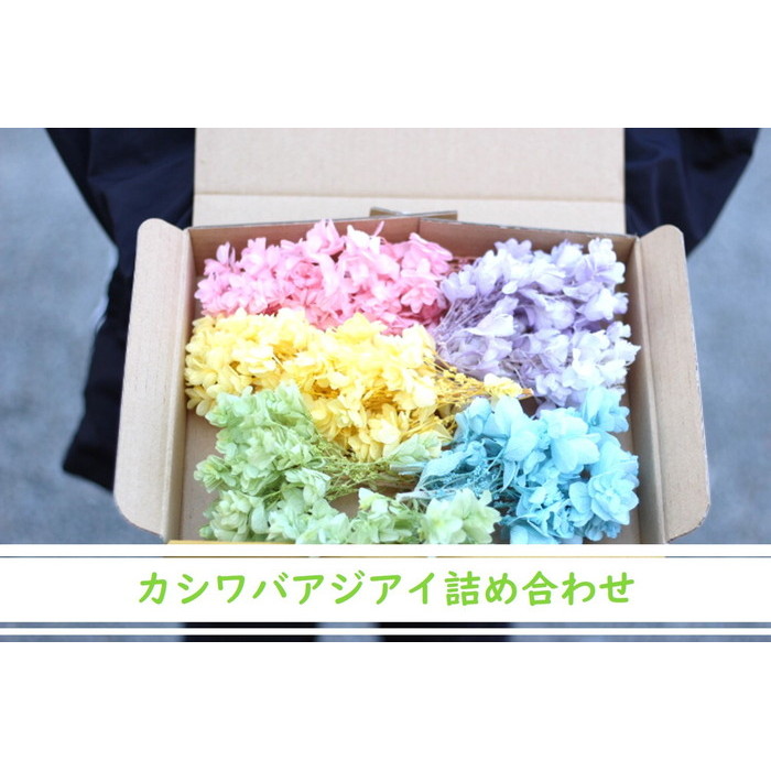 プリザーブドフラワー 花材》 即日出荷 大地農園 カシワバアジサイ クリアグリーン あじさい 紫陽花 プリザ 花材 材料 素材 アジサイ 最終決算