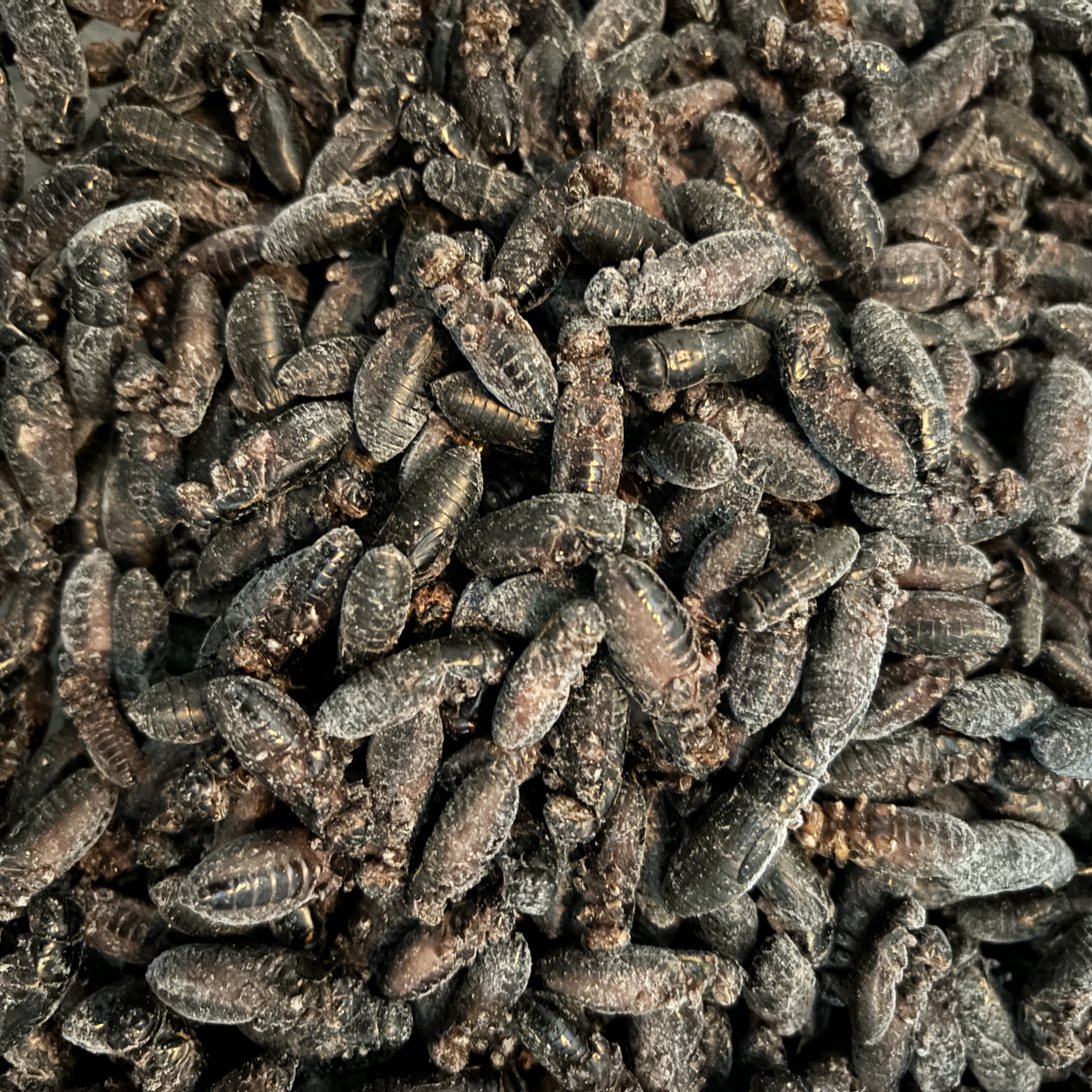 冷凍イエコML1kg+クロコML〜L300g 冷凍イエコML1kg+クロコML〜L300g 冷凍イエコML約3000匹1kg冷凍