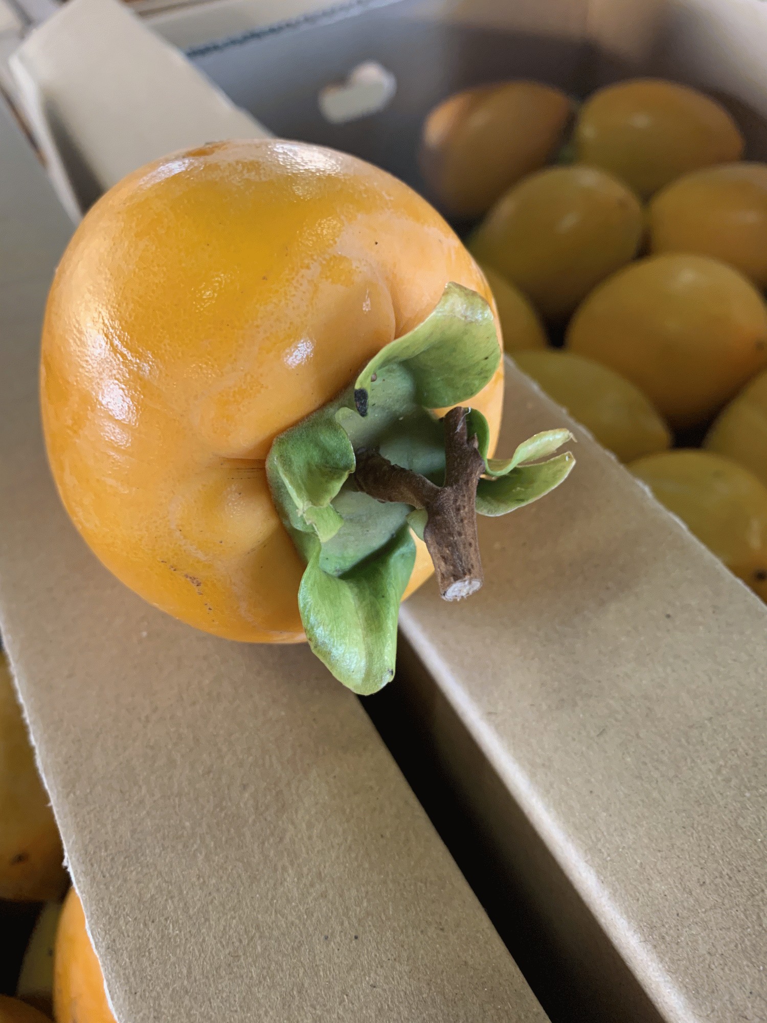 大玉】干し柿を作ってみませんか♪愛媛県産 愛宕(あたご）柿 10キロご