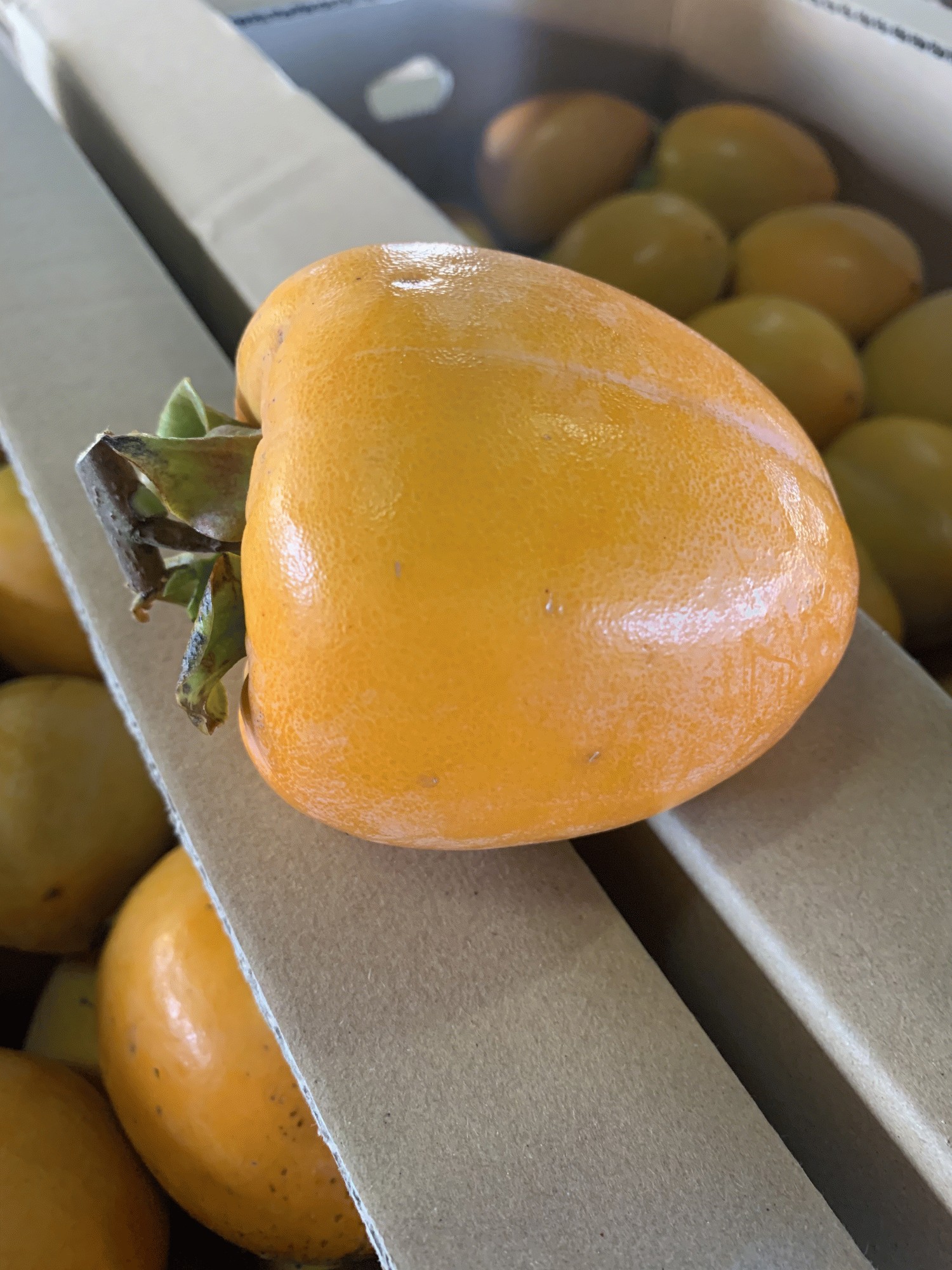 大玉】干し柿を作ってみませんか♪愛媛県産 愛宕(あたご）柿 10キロご