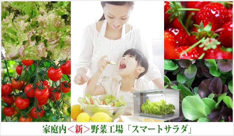 家庭内<新>野菜工場「スマートサラダ」