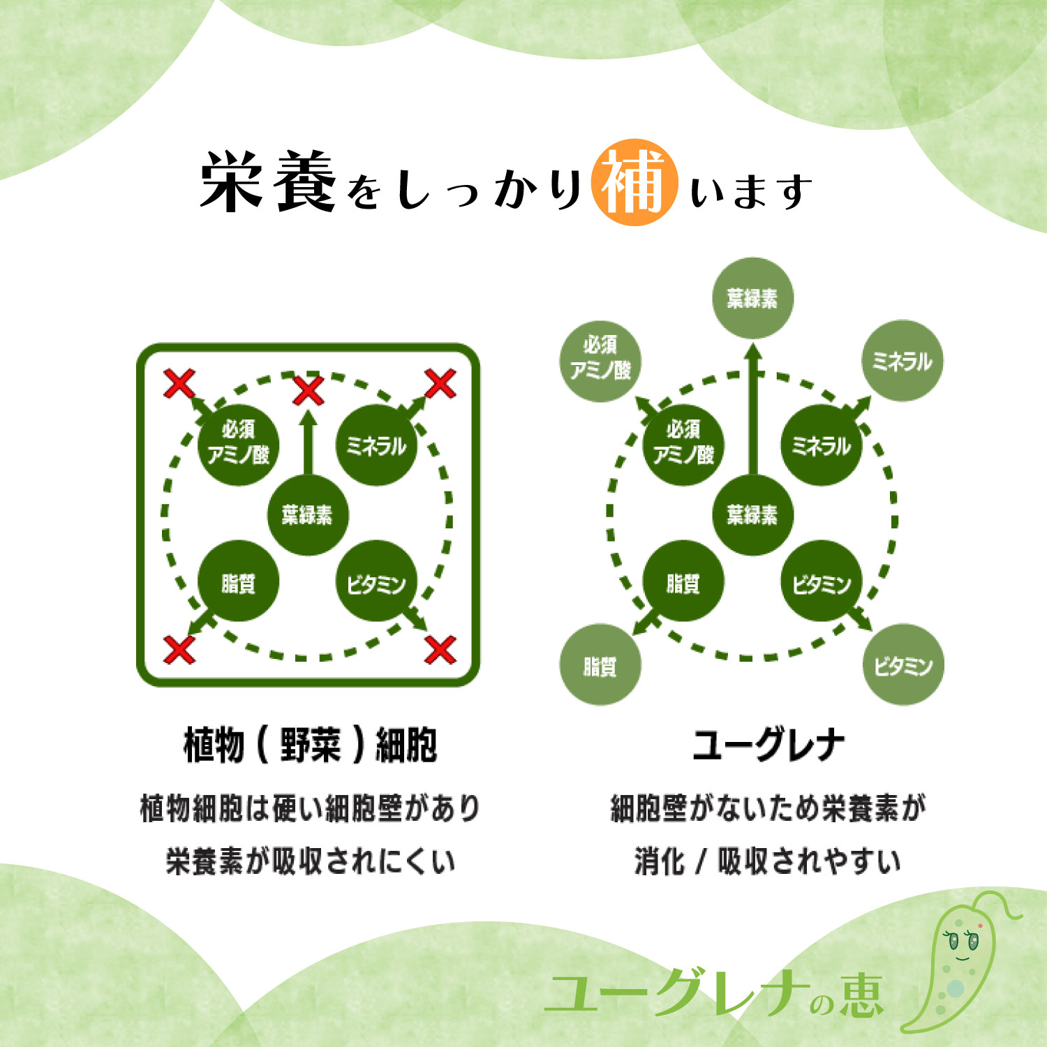 “栄養をしっかり補う・消化/吸収されやすい”