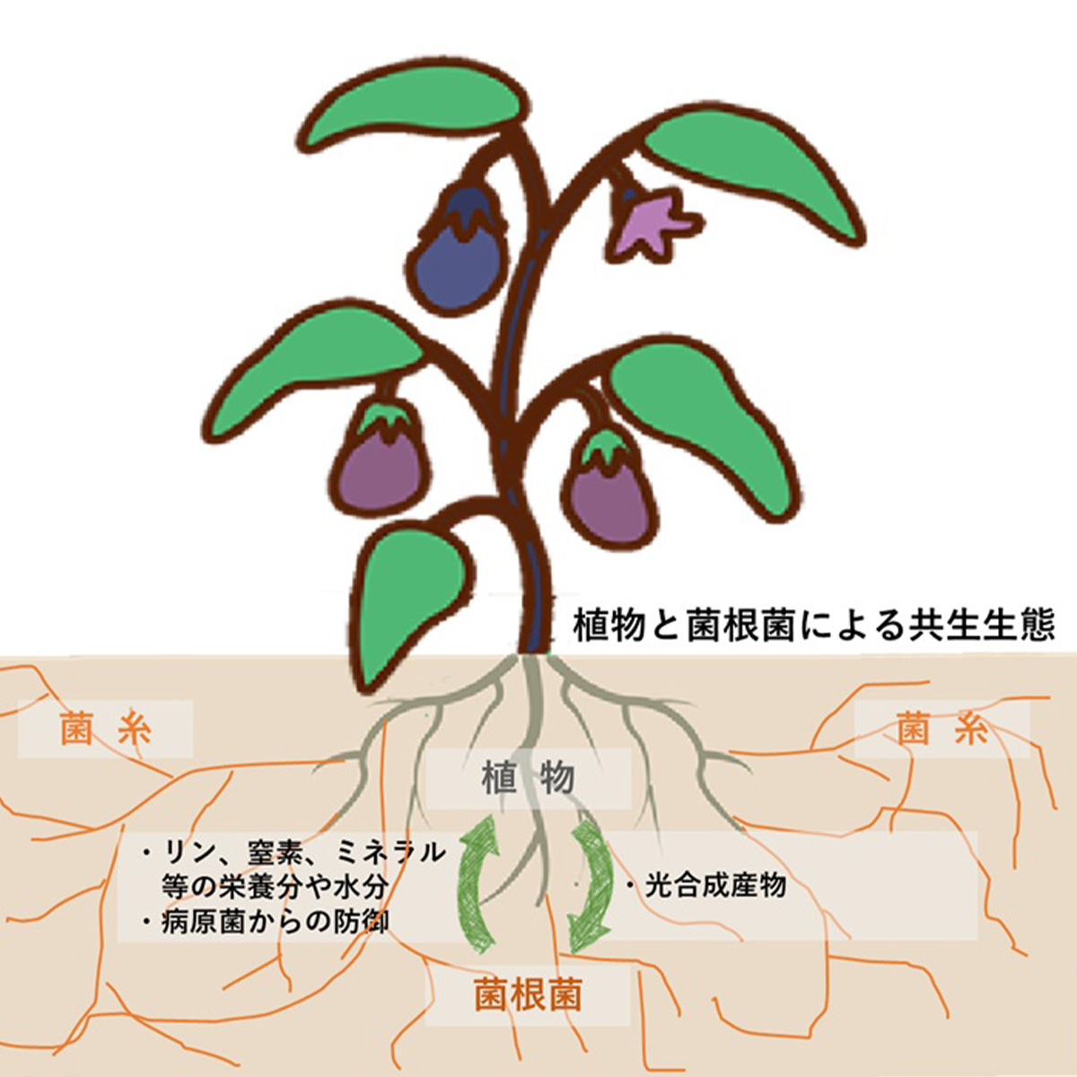 植物と菌根菌による共生生態