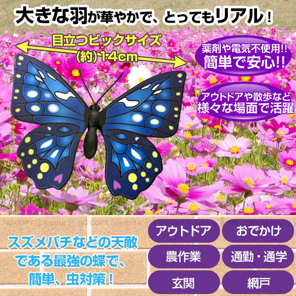 蝶々 4573242554175_1.jpg