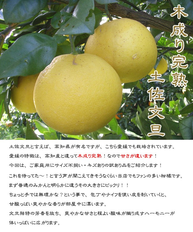 送料無料】愛媛産 訳あり 土佐文旦 16kg ご家庭用 サイズ不揃い 産地
