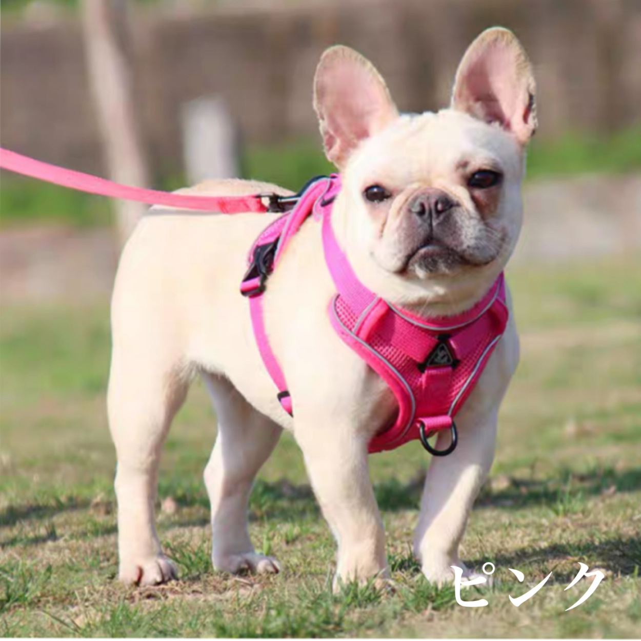 犬 ハーネス リードセット 小型犬 中型犬 胴輪 抜けない かわいい 簡単