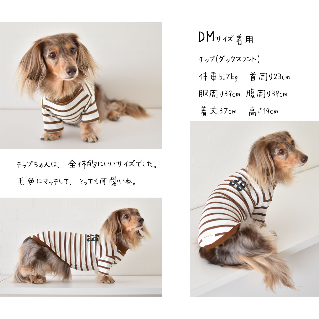 在庫処分SALE商品の為返品交換不可)ボーダー ダックスサイズ