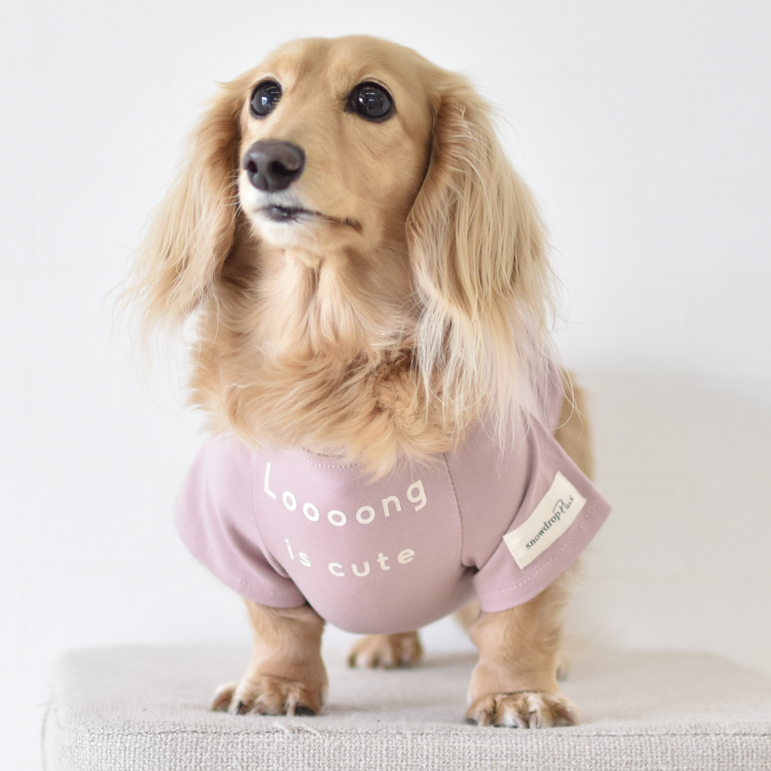 ダックスフレンチTシャツ ダックス 名入れ 刺繍 犬 服 着せやすい