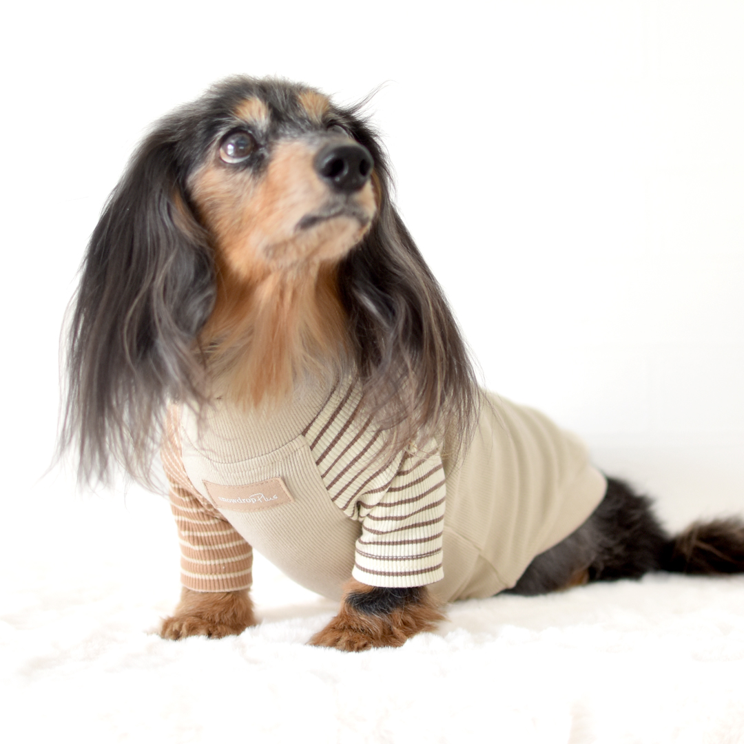 ボーダー袖の犬の服 ダックスサイズ new 両袖ボーダーTシャツ 犬服 snowdrop 着せやすい