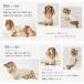 シンプル配色フレンチラグランTシャツ 名入れ プリント 柔らか ロゴ のびのび 犬 犬服 ストレッチ Tシャツ ドックウエア ゆうパケット可 関連画像2
