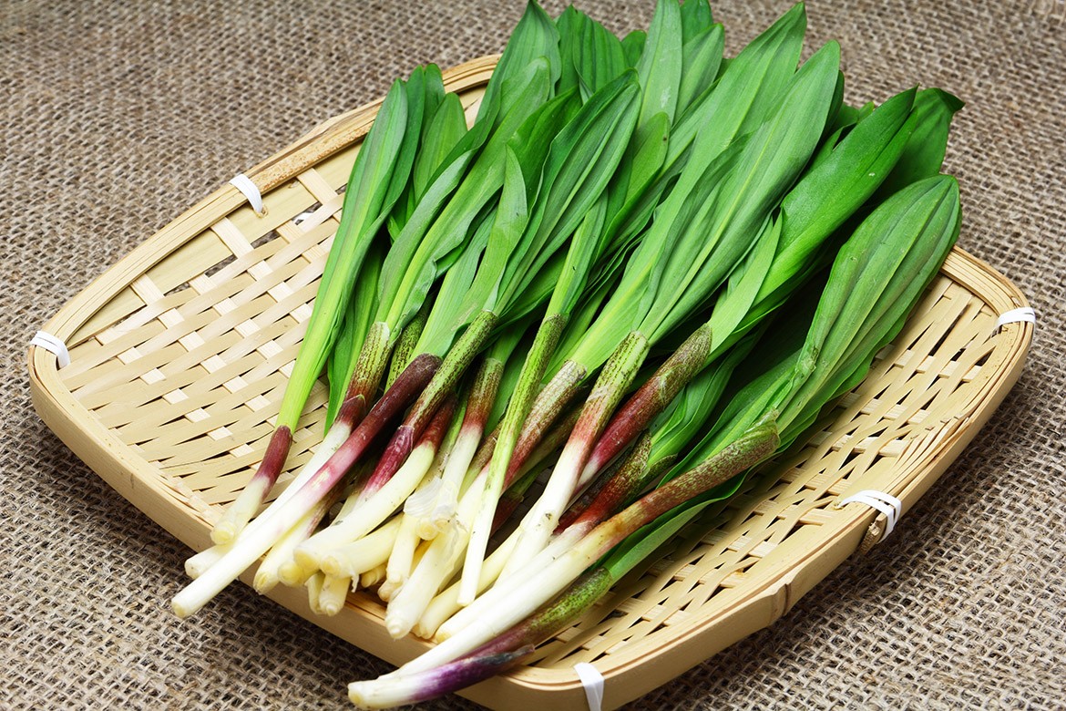 行者にんにく 1kg 行者ニンニク 北海道産 山菜 北海道 グルメ お