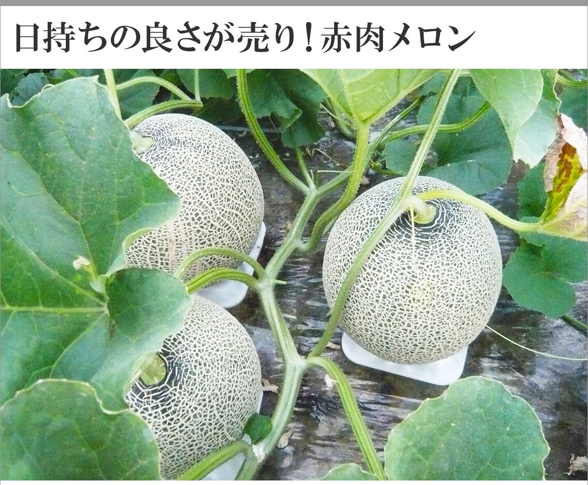 メロン農家直送　　訳あり　　7玉入り　　糖度は十分あります メロン農家直送 訳あり 5玉入り 糖度は十分あります - メルカリ