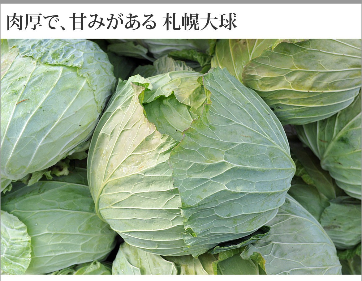 市場 送料無料 西日本産 訳あり Ｌ〜3Ｌサイズ 採れたて大玉キャベツ