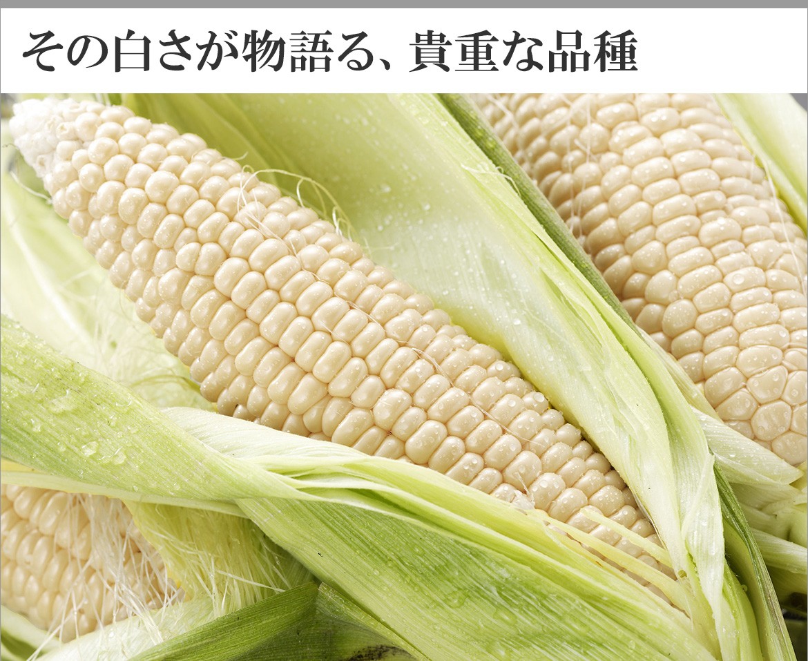 とうもろこし 種 【 おひさまコーン88 】 小袋（40粒