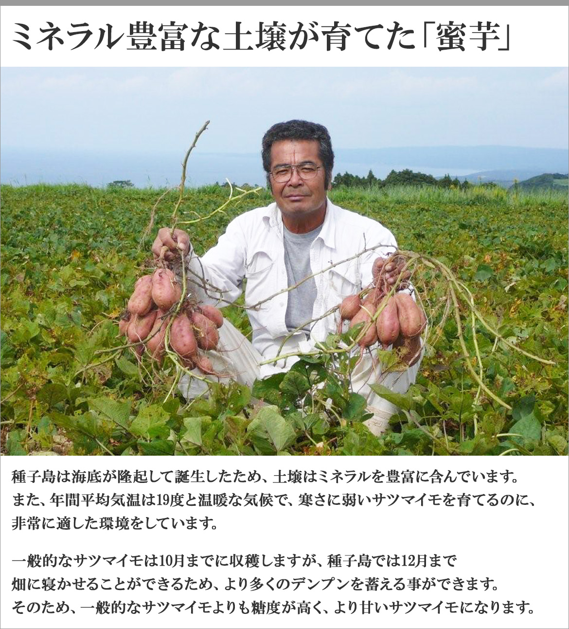 安納芋 種子島 4.5kg 甘い さつまいも 焼き芋 サツマイモ 蜜 芋 産地