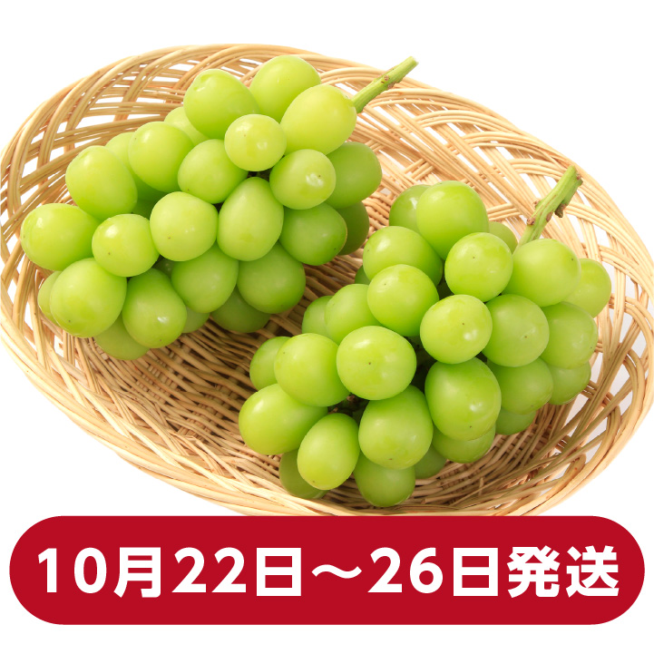 シャインマスカット 長野県産 1.3kg 2房 秀品 朝採り当日発送 産地直送 信州ぶどう 皮ごと食べられる 人気 鮮度抜群 上原園