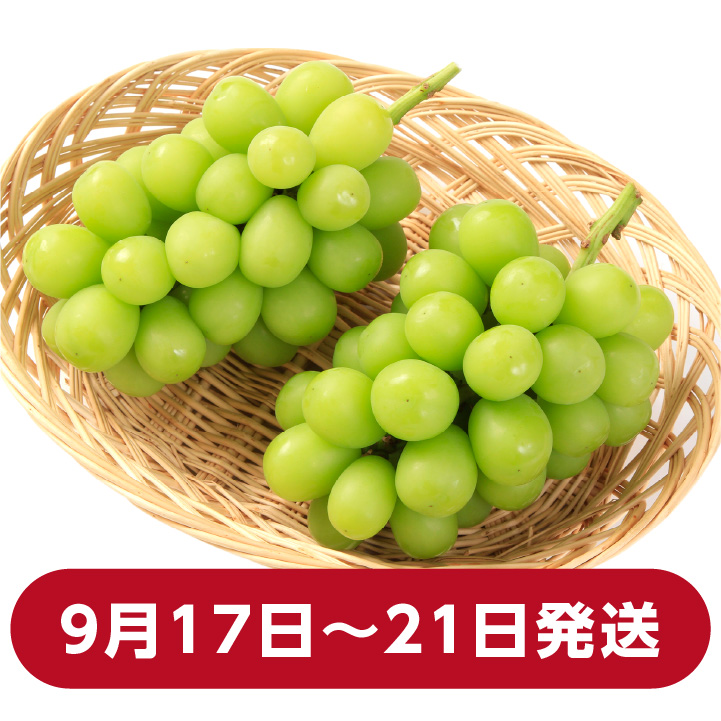 シャインマスカット 長野県産 1.3kg 2房 秀品 朝採り当日発送 産地直送 信州ぶどう 皮ごと食べられる 人気 鮮度抜群 上原園