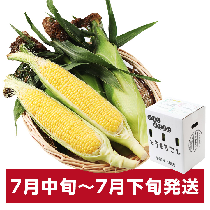 とうもろこし 2Lサイズ 12本 約4.5kg 千葉県産 サニーショコラ 送料無料 トウモロコシ 朝採り直送 鮮度抜群 当日出荷  夏野菜 産地直送｜so-suke｜03