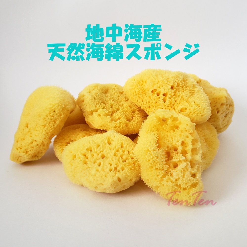 天然スポンジ海綿　地中海産