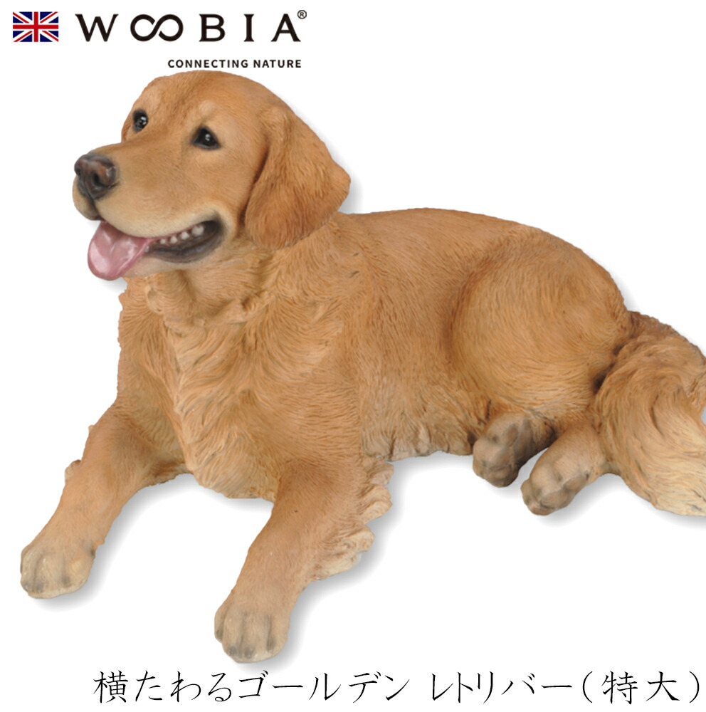ゴールデンレトリバー‼️只今値下げ中 mqdefault.jpg