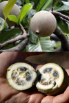 ソルタトゥーのジャグアインクは天然のジャグアフルーツ果汁100%!正真正銘の本物のジャグアインクです。