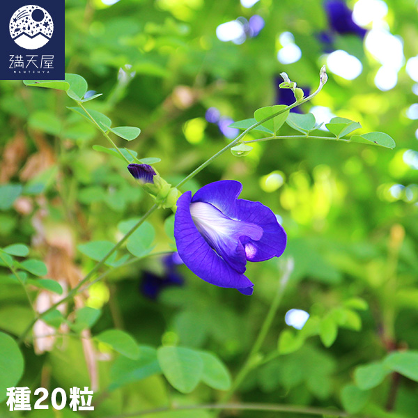 バタフライピーの種20粒