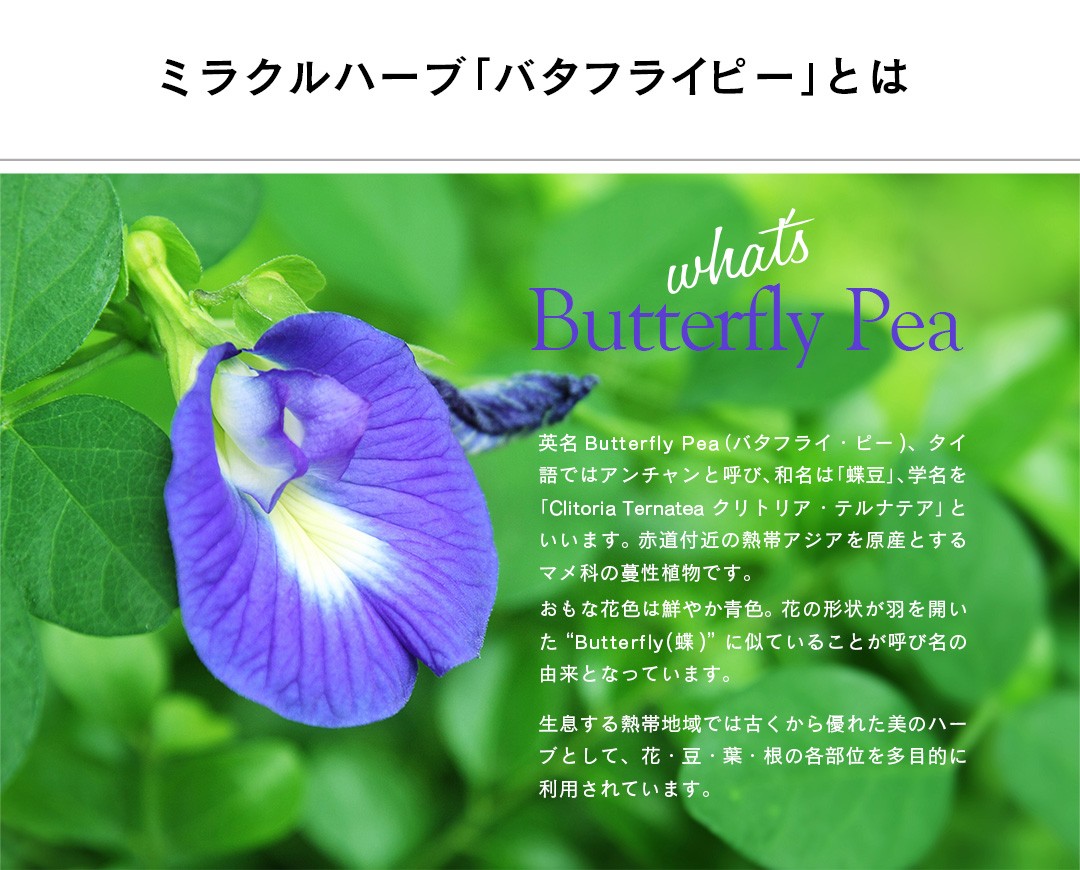 ＜ミラクルハーブ「バタフライピー」とは＞英名Butterf ly Pea（バタフライ・ピー)、タイ語ではアンチャンと呼び、和名は「蝶豆」、学名を「Clitoria Ternatea クリトリア・テルナテア」といいます。 赤道付近の熱帯アジアを原産とするマメ科の蔓性植物です。