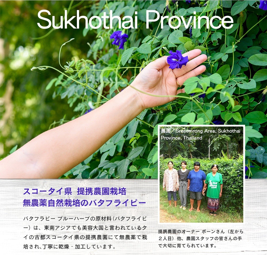 スコータイ県  提携農園栽培無農薬自然栽培のバタフライピー。バタフラピー ブルーハーブの原材料（バタフライピー）は、タイの古都スコータイ県の提携農園にて無農薬で栽培され、丁寧に乾燥・加工しています。
