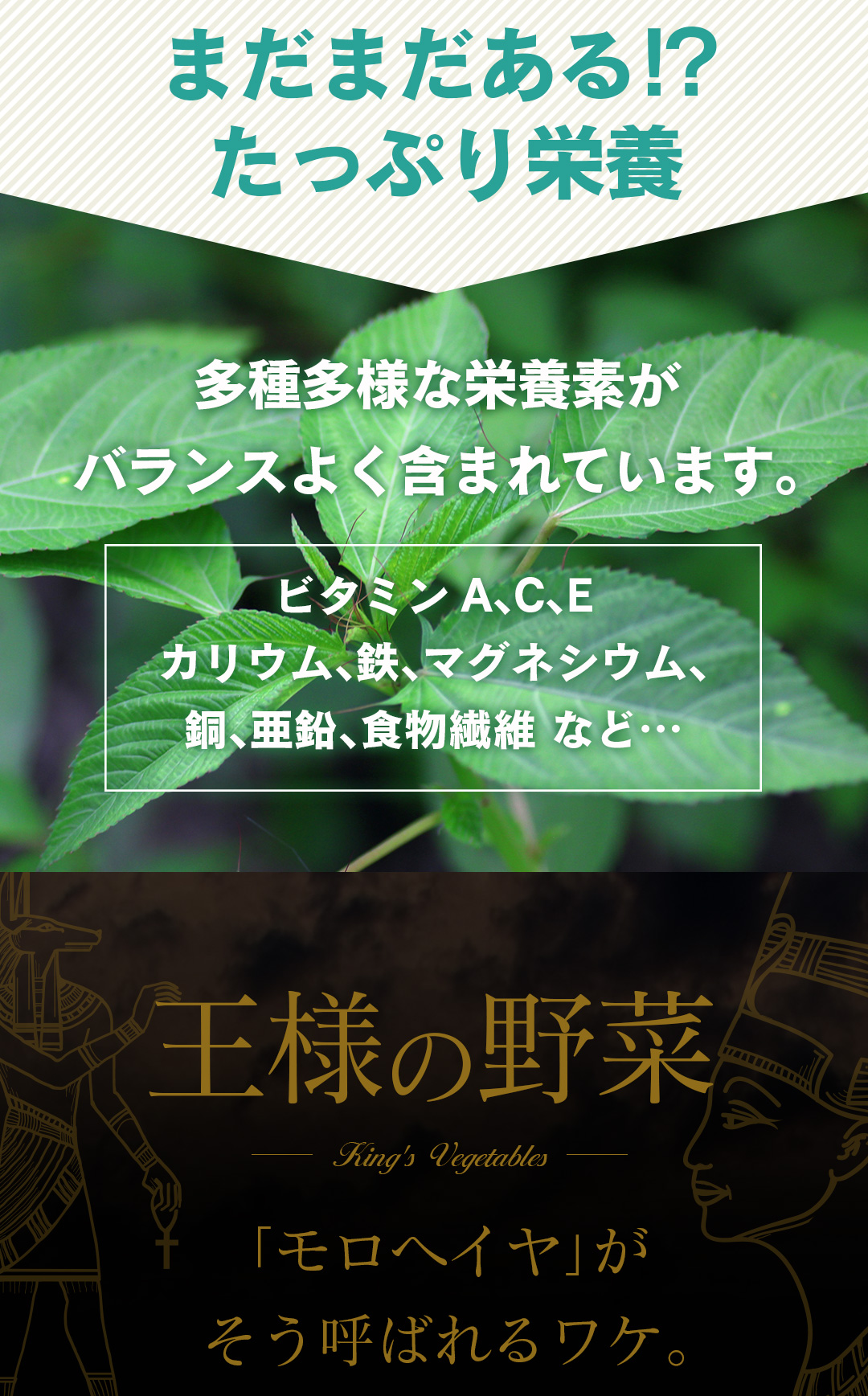 モロヘイヤパウダー
