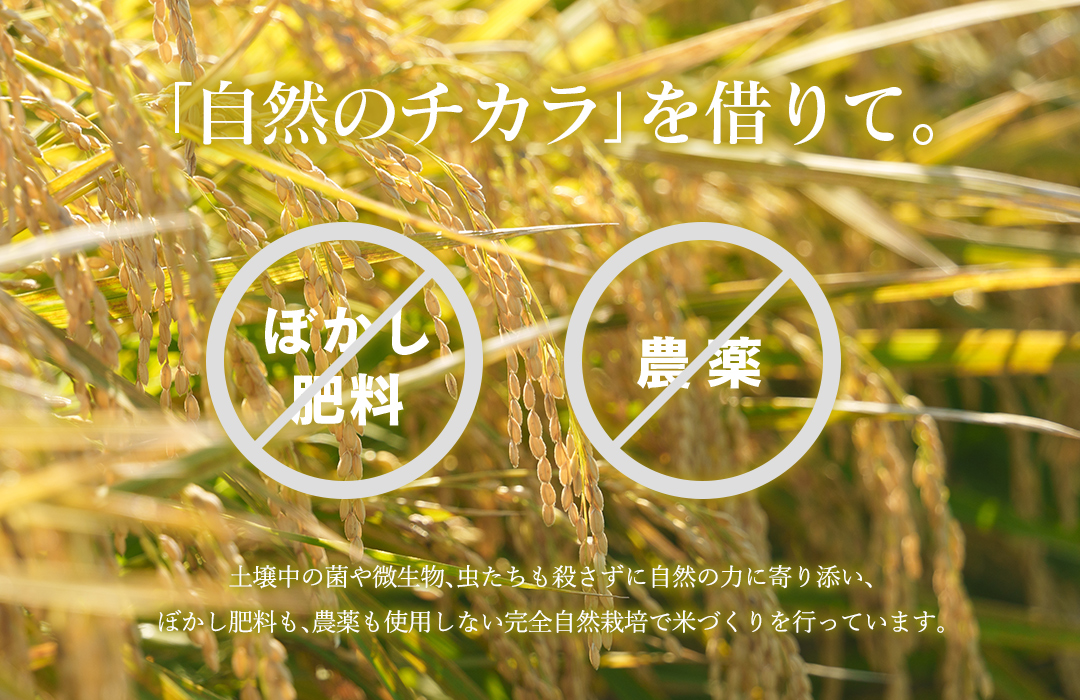 のりちゃん米 もち米